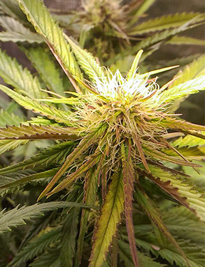 Соцветие Crime Caramel Auto