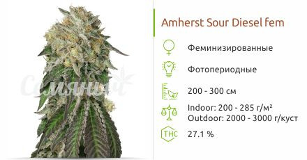 Amherst Sour Diesel от Humboldt Seeds