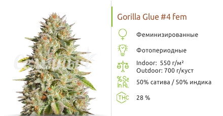 Gorilla Glue #4 от Original Sensible Seeds
