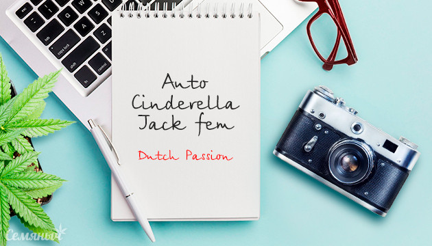 Гроурепорт сорта Auto Cinderella Jack fem от Dutch Passion