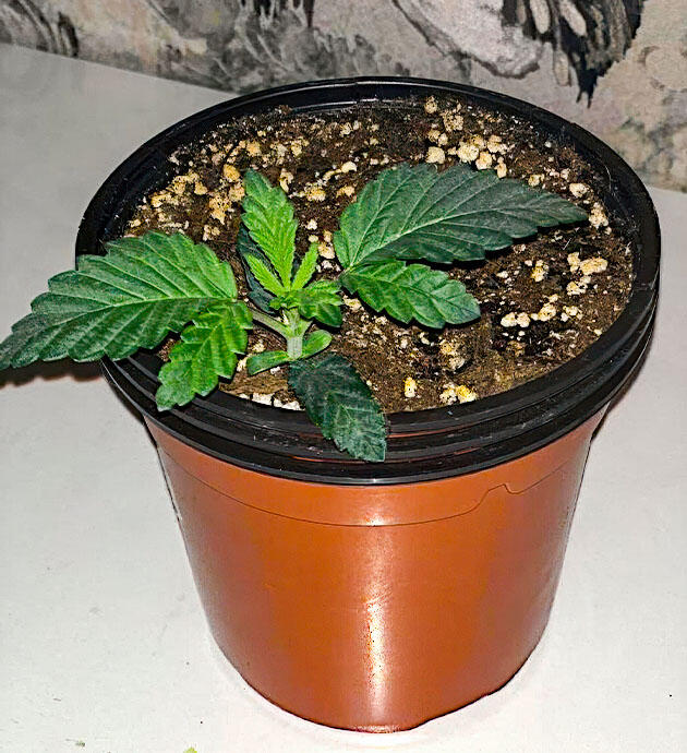 Конопля на 2 неделе роста