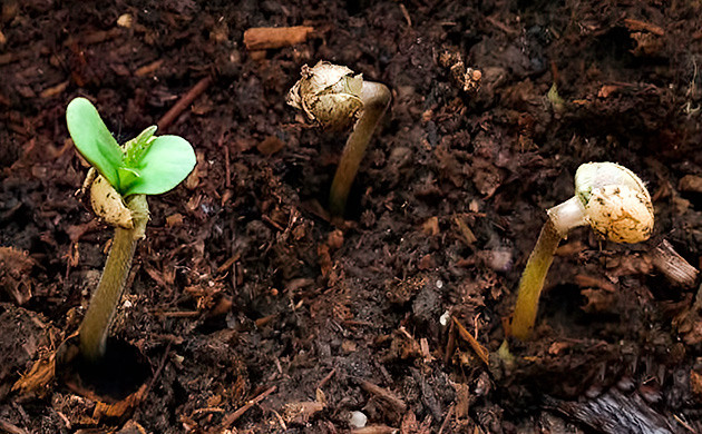 Распространенные проблемы при выращивании рассады