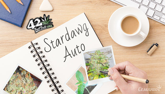 Гроурепорт сорта марихуаны Stardawg Auto