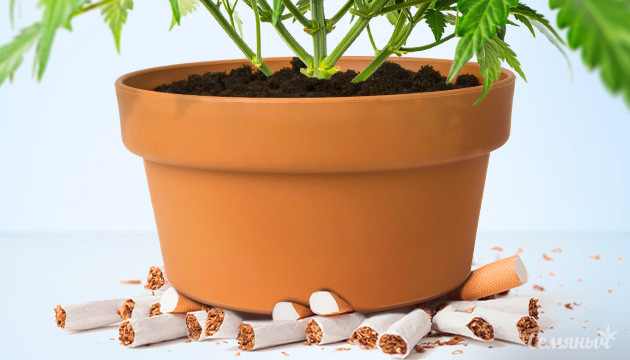 Каннабис позволяет уменьшить потребление табака