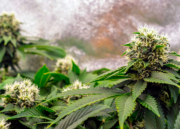 Соцветия Dark Phoenix с белыми волосками