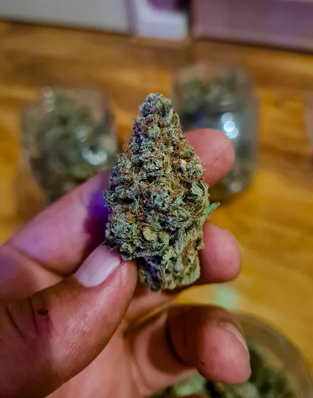 Шишка сорта Tropicana Cookies FF