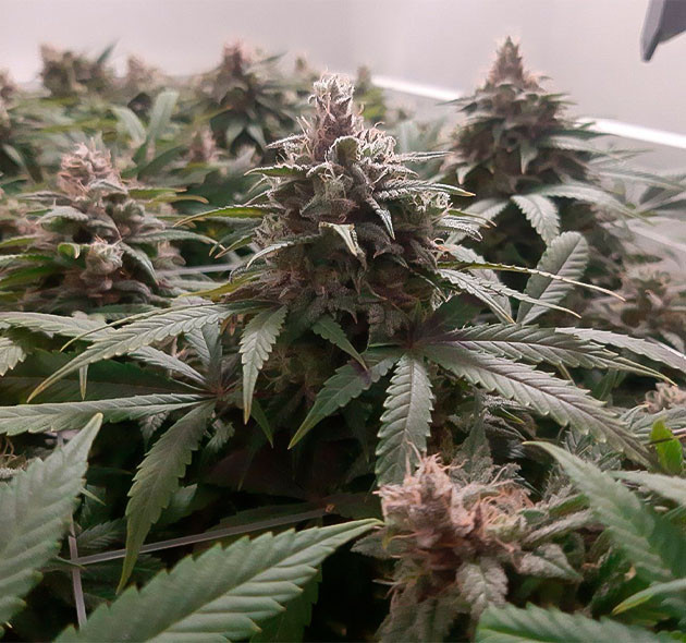 Предхарвест кустов Glue Sherbet