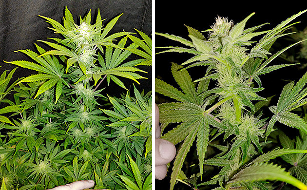 5 неделя цветения Tutankhamon от Pyramid Seeds