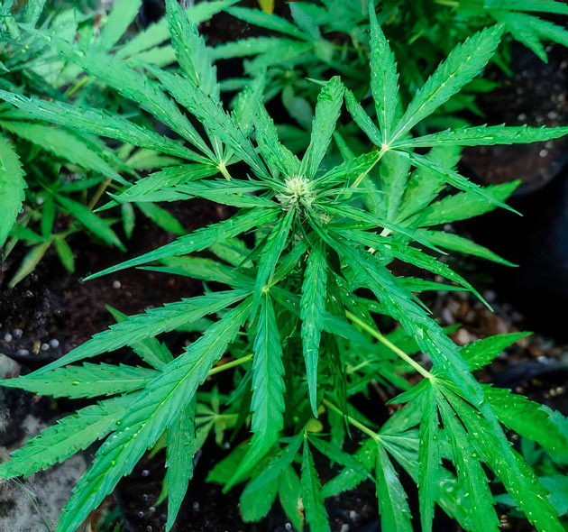 Titan F1 Auto ростом 55 см