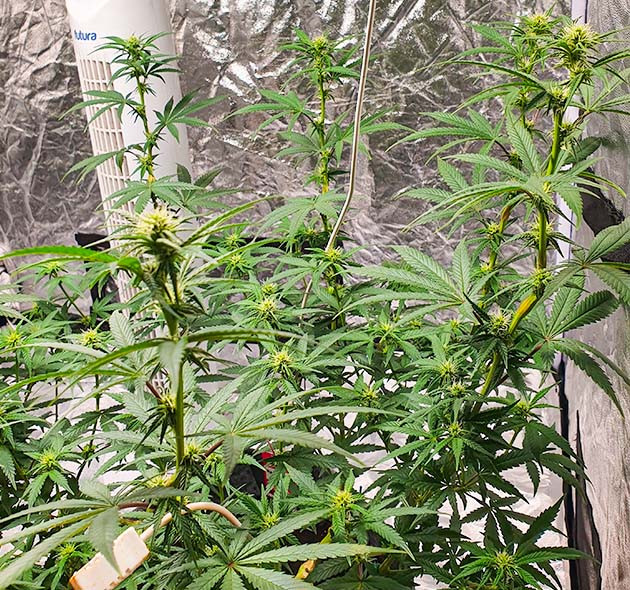 Куст с формирующимися соцветиями