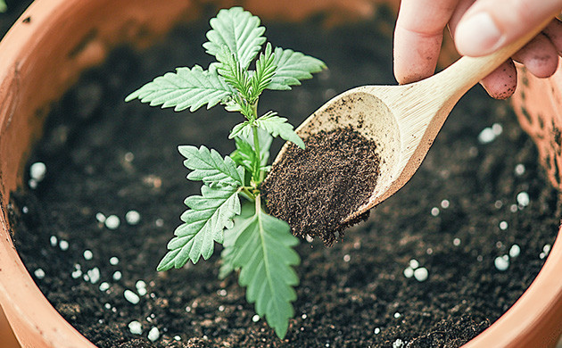 Использование кофейной гущи для роста конопли