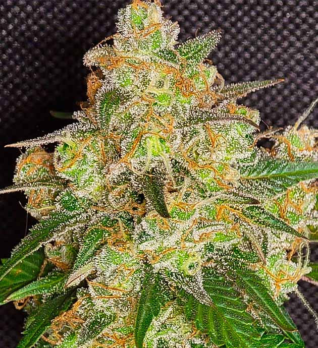 Харвест и общие впечатления