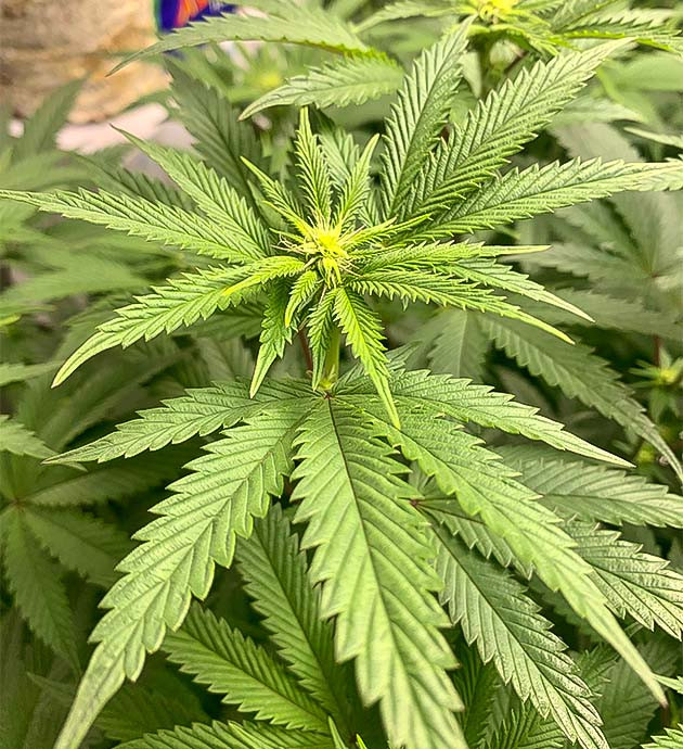 Поднятие света для лучшего роста