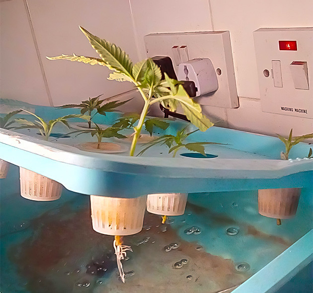 Уход за клонами Eleven Roses