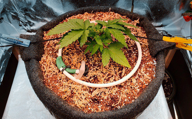 Вегетация Power Plant X fem