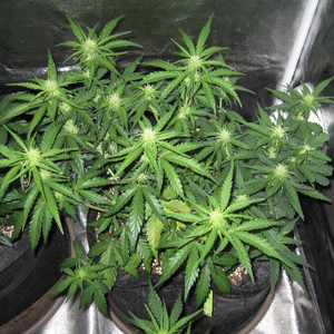 Стадия цветения марихуаны