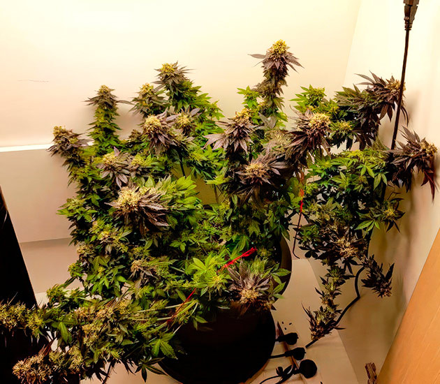 Дефолиация и медленное развитие почек