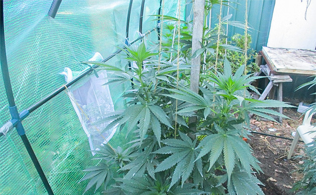 Куст ростом 160 см