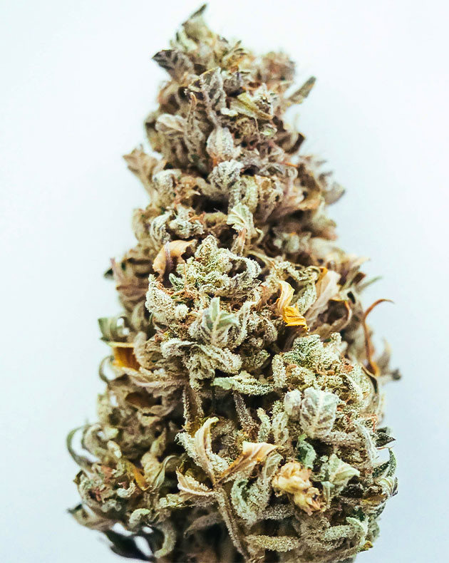 Шишка Wedding Cheesecake после сушки