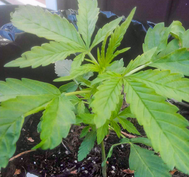 Скрученные листья конопли и формирование новых