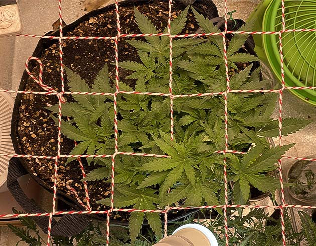 Натянутая сетка Скрог над кустом конопли