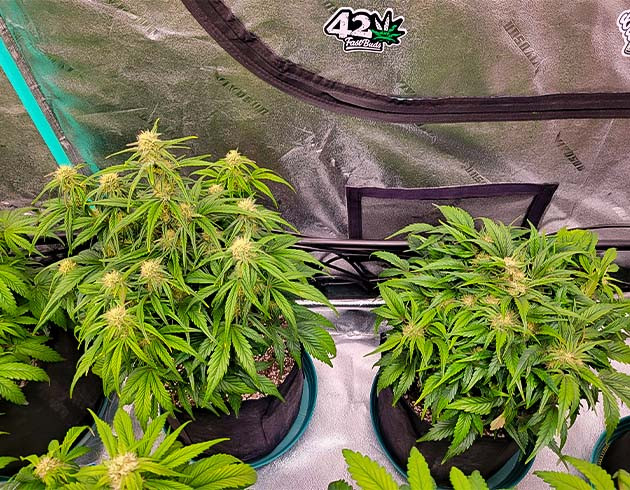 Разные фенотипы и смолистость Apricot Auto