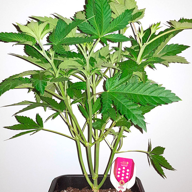 Куст ростом 50 см