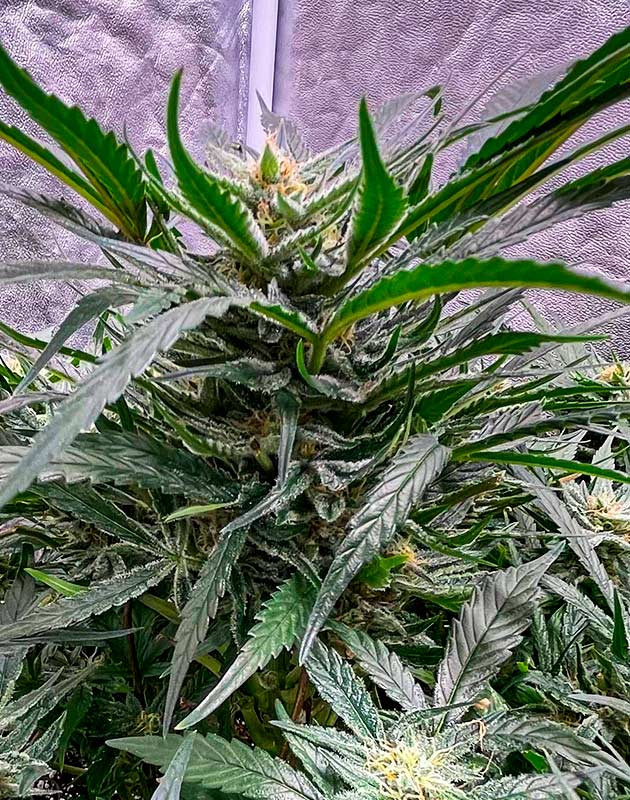 Bruce Banner Auto на цветении