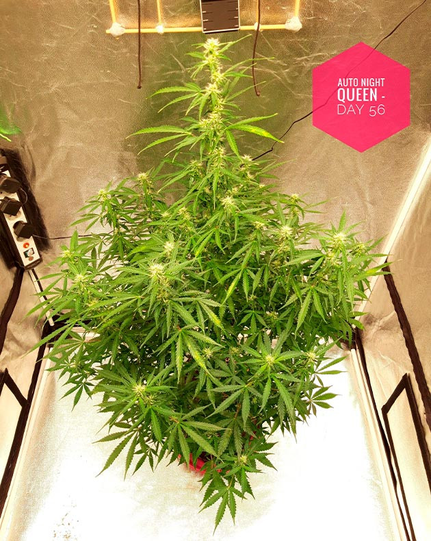 Метровый цветущий куст конопли