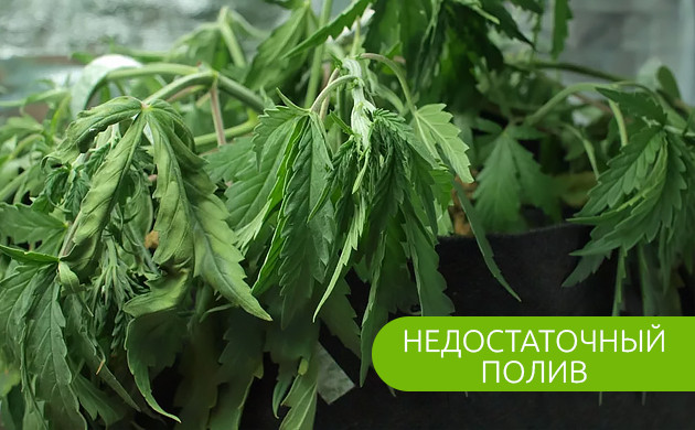 Внешний вид конопли при недостатоке влаги