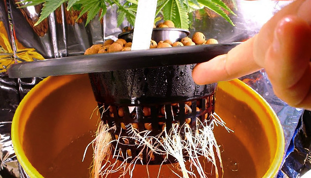 Конопля и гидропоника