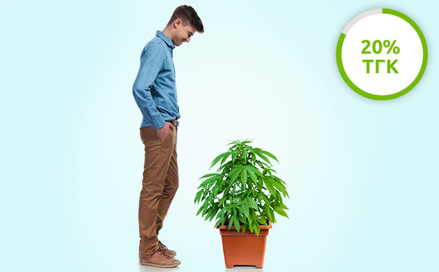 ТГК в невысоких сортах