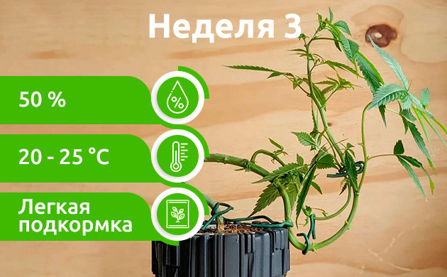 Неделя 3: Полная вегетация