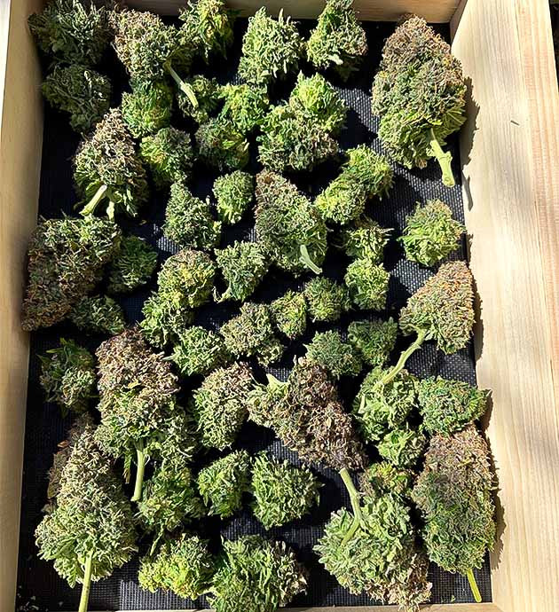 Полученный урожай