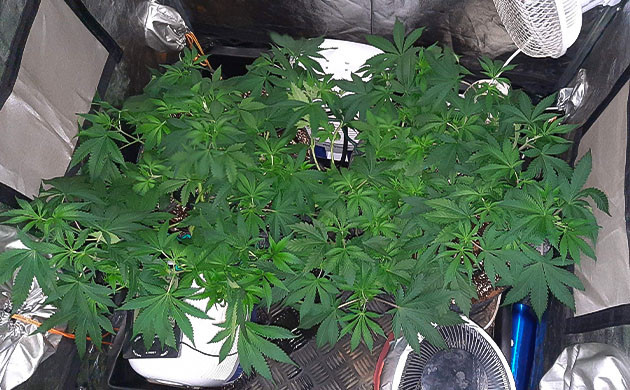 Признаки перекорма Jack 47