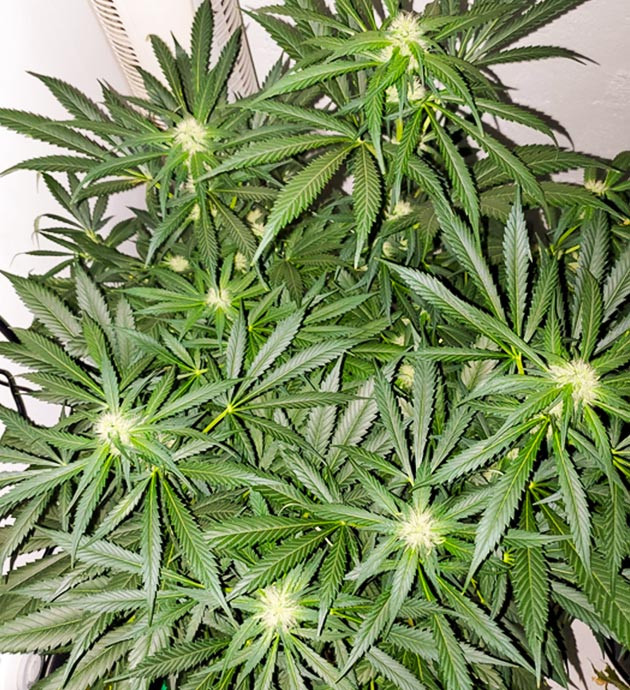 Соцветия конопли с белыми волосками