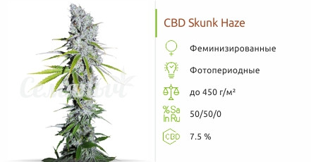 CBD Skunk Haze от Dutch Passion