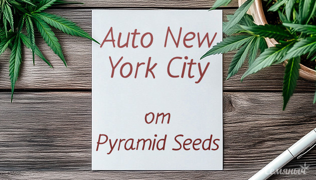 Гроурепорт сорта Auto New York City