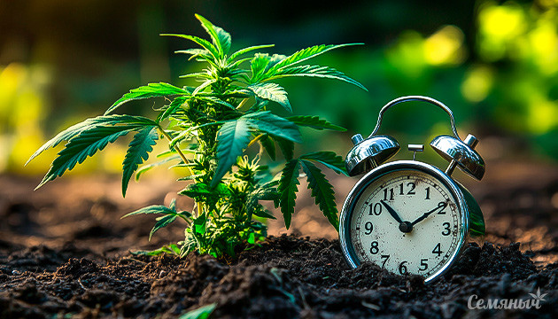 Почва для выращивания автоцветов