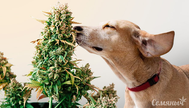 Испускание запаха конопли