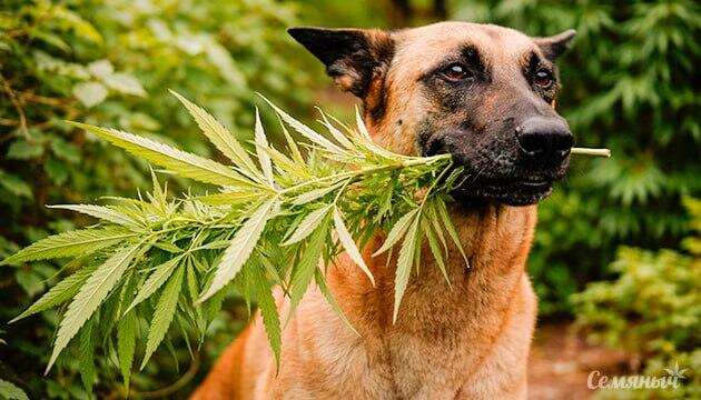 Как животные могут повредить растения конопли