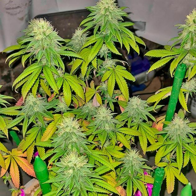 Куст White Wedding RBX от Ethos Genetics на 11 неделе