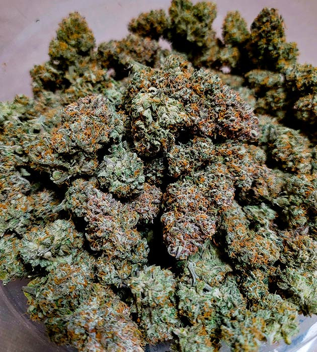 Сбор урожая Gorilla Zkittlez Auto