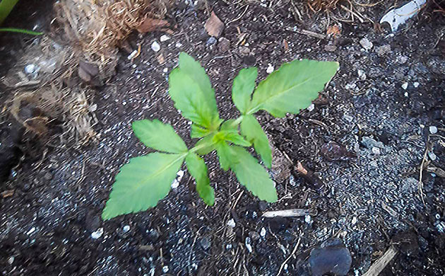 Росток размером 10 см