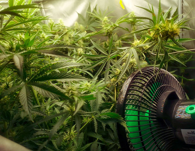 Перевод на цветение растения Bruce Banner #3 Fast