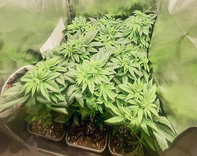 Подготовка куста Biscotti Mintz к цветению