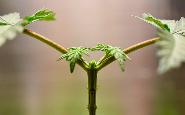 Обрезка верхушки куста