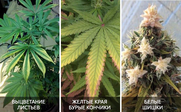 Признаки светового стресса