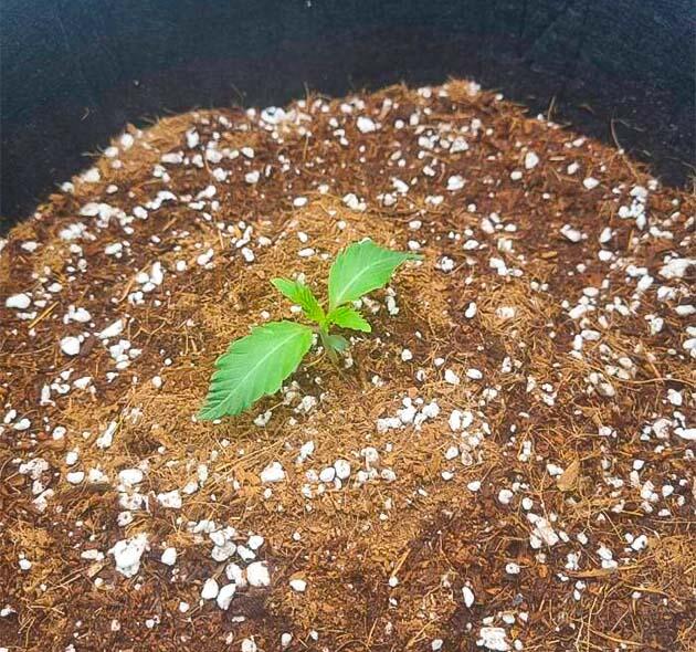 Росток Strawberry OG Cookies R1 от Ethos Genetics на 2 неделе