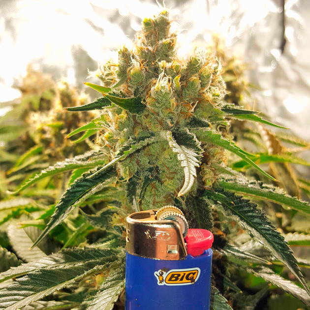 Шишка в сравнении с зажигалкой